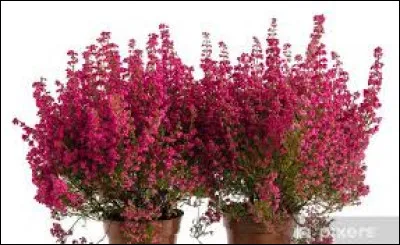 Retrouvez le nom latin de cette bruyère !