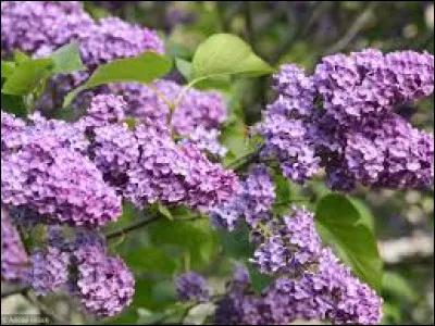 Quel est le nom latin de la magnifique fleur du lilas ?