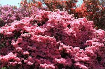 Le nom latin de l'azalée du Japon est :