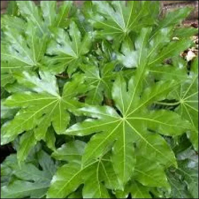 Passons à l'aralia du Japon, une plante qu'il généralement mettre à l'ombre.