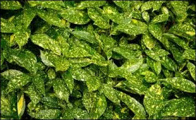 Avec son feuillage persistant, sa seule crainte est le soleil !