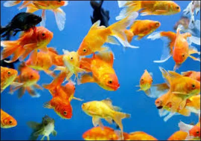 Quelle science associe-t-on à cette définition : l'étude scientifique des poissons ?