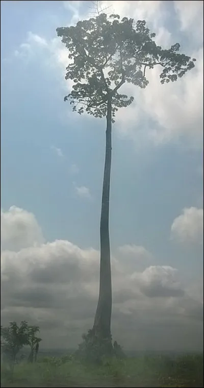 Saint Uguzon est le patron des...