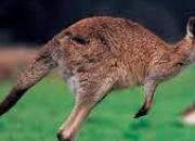 Quiz Le kangourou dans tous ses tats