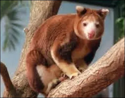 Qu'est-ce qu'un kangourou arboricole ?