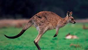 Quiz Animaux