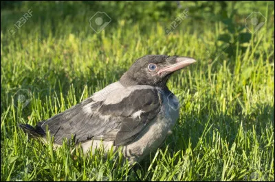 On en voit peu en France, mais elle est courante dans le reste de l'Europe, en Irlande par exemple !