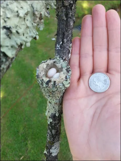 Après avoir battu le record de plus petit oeuf du monde, il compte bien battre celui de plus petit oiseau du monde !