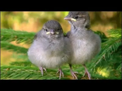 Une célèbre chanteuse était appelée ainsi !