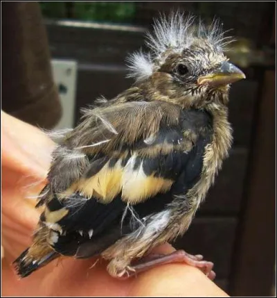 Ce jeune est encore tout ébourrifé, mais à l'âge adulte on l'appelle "élégant", et c'est vrai que le mâle à fière allure !