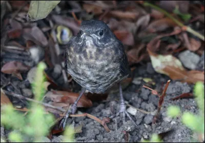 Vous croisez souvent cet oiseau dans les jardins, surtout après la pluie, les vers de terre il adore ça !