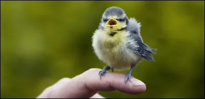 Cet oiseau également vit dans nos jardins, il adore les boules de graisse que l'on installe l'hiver, à son intention !