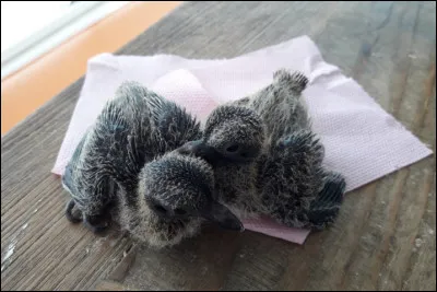 Même s'il préfère les grandes forêts, il peut aussi faire son nid sur un arbre de votre jardin, en fonction du Nord ou du Sud de la France, il porte deux appellations, j'ai choisi celle du Sud pour cet oiseau bleu !