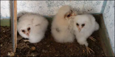 Son vol est aussi fantomatique que son surnom, on l'appelle la Dame blanche !