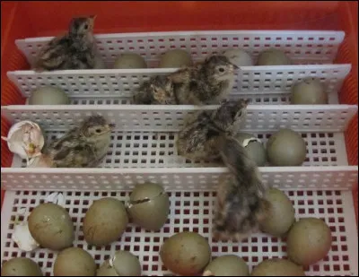 C'est son nom, mais si on vous appelle comme ça, ça ne vous plaira pas !