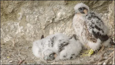 Je vous présente celui qui va devenir l'oiseau le plus rapide du monde !