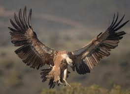Quiz Oiseaux