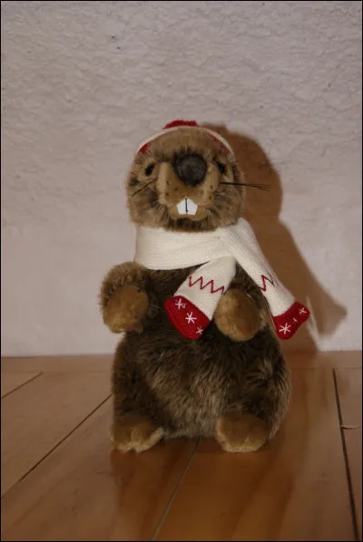 En cas d'alerte, cet animal siffle !