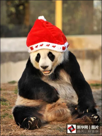 Il est le symbole du WWF, tu devrais facilement le reconnaître !