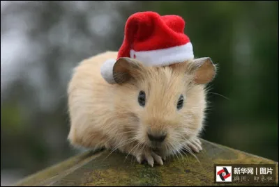 Les roues, il adore ça !