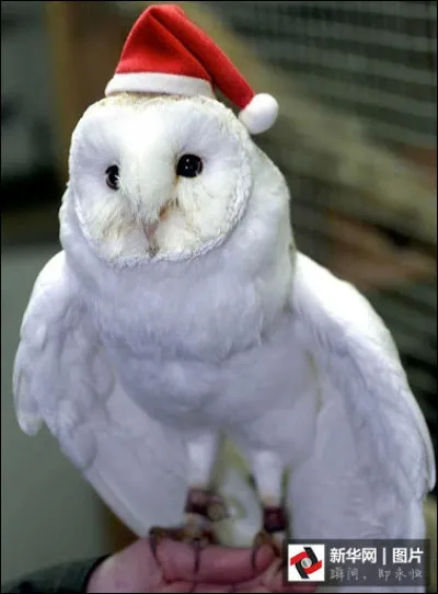 Pour celui-là par contre, tu vas hululer de plaisir !