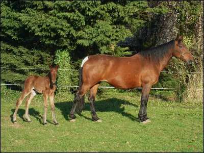 En combien de temps le galop se décompose-t-il ?