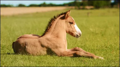 Quel est l'ordre du mécanisme du trot ?