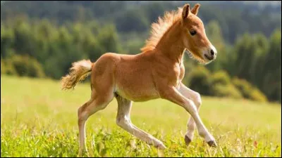 Quelles sont les robes principales ?