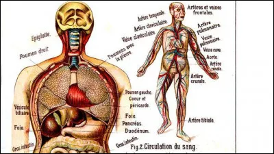 Quel organe permet de diffuser le principe actif du médicament dans notre corps ?