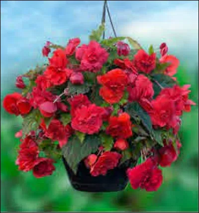 Ceci est un bégonia.