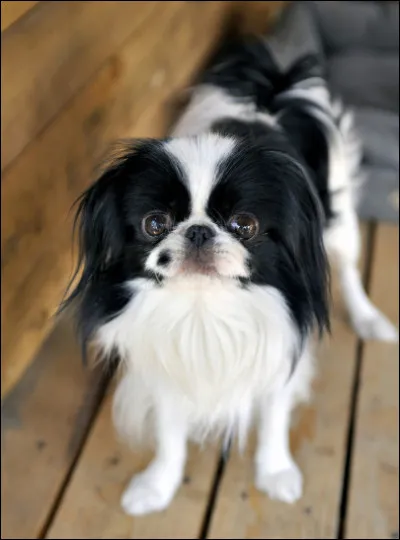 Tu connais le rasoir ? Faudrait peut-être s'en servir ! De quelle race est-il ?