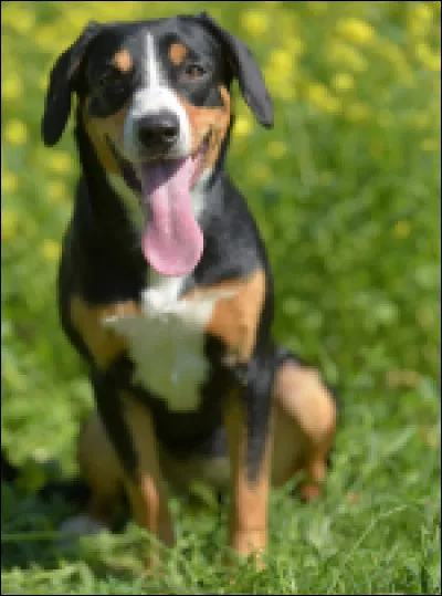 C'est ça, tu nous fait la grimace ! Rentre ta langue, toi ! Quelle race peut-être aussi insolente ?