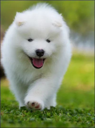 T'auras pas froid avec ça ! Gros frileux, va ! Mais, quelle est sa race ?