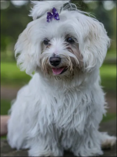 Jolie princesse ! Faudrait quand même te débarbouiller un peu la tête ! C'est toujours la même question. Quelle est cette race ?