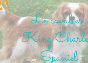 Quiz Le cavalier king-charles spaniel
