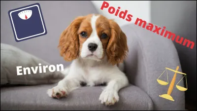 Quel est environ le poids maximum d'un cavalier king-charles ?