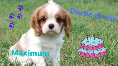 Le cavalier king-charles peut vivre jusqu'à environ...