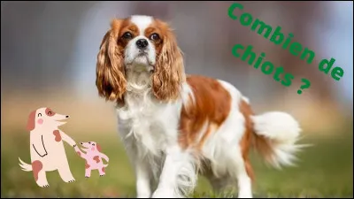 Quelle est la taille de sa portée ?