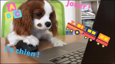 Ce chien, est-il joueur ?