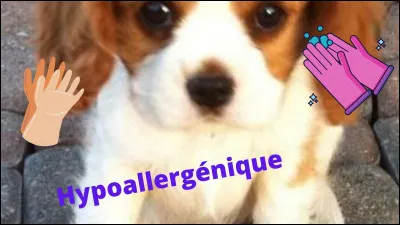 Le cavalier, est-il une race hypoallergénique ?