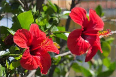 Si les feuilles de votre hibiscus sont collantes et poisseuses ; des _____ ravage votre plante !