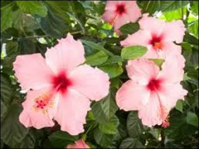 A quelle famille appartient-il ?