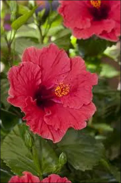 Cette plante ne se plaît pas en pot.