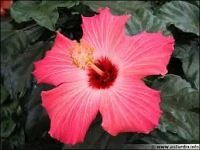 De préférence, il faut le planter au printemps.