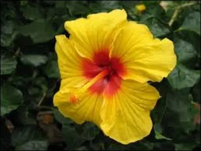 De préférence, cette plante préfère être à l'abri du vent.