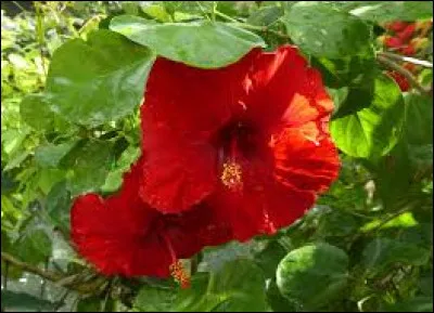 Elle peut pousser environ jusqu'à 1, 5 mètres (un peu plus parfois).