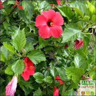 Quelle est sa période de floraison ?