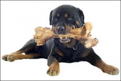 Son chien et lui _________ de fidèles compagnons.