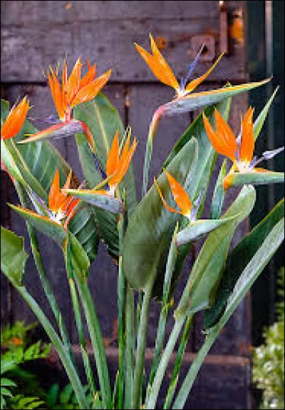 Quelle est cette plante ?