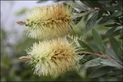 De quelle couleur sont les fleurs du rince-bouteille ?